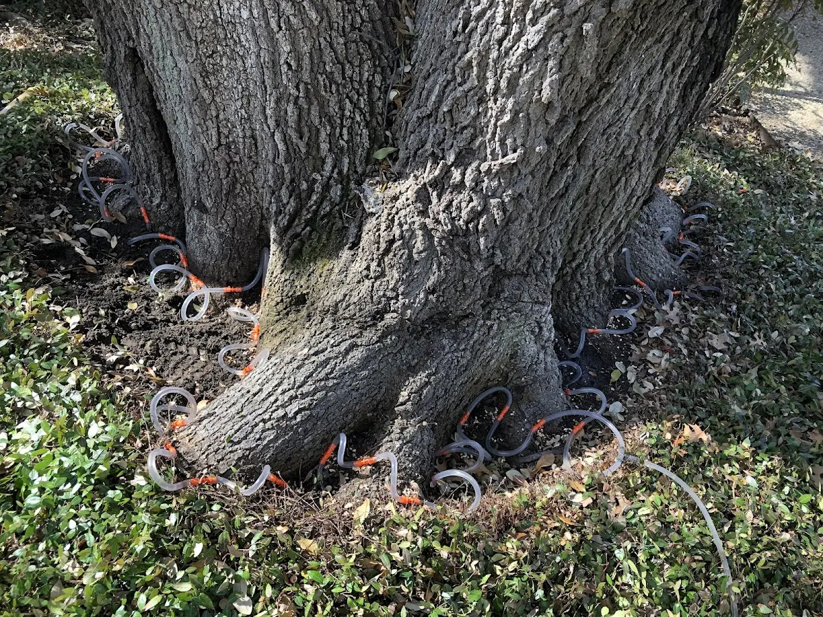 Detailed Tree Cabling and Bracing job site in Schodack Landing