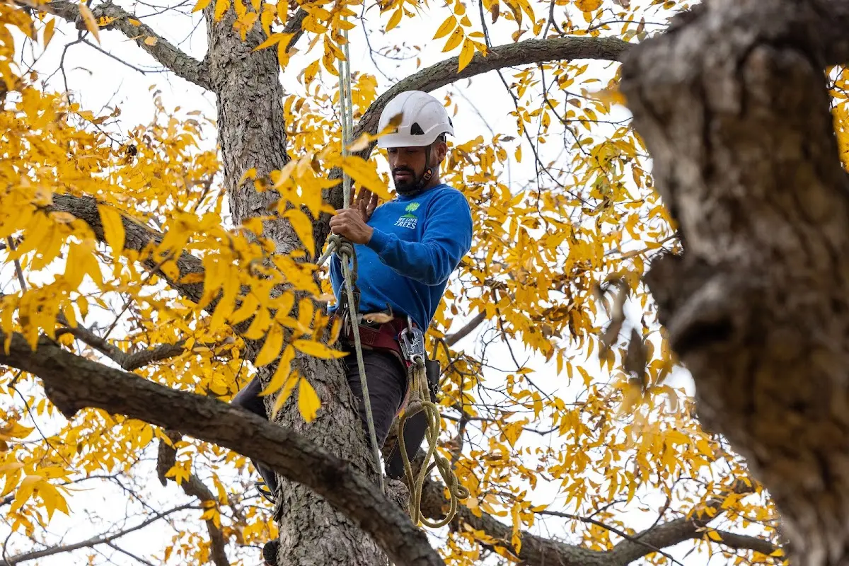 Skilled Tree Pruning crew working in Schodack Landing